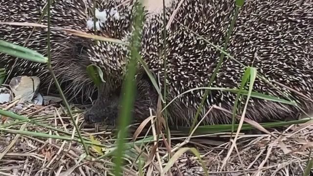 Выпуск домой) РЦ по спасению диких птиц и животных. #спас_птицу_спас_стаю смотреть онлайн