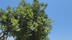 Гадир, снова забирает детей у Тайябы