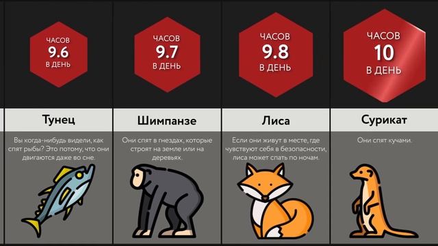 Сколько Спят Животные