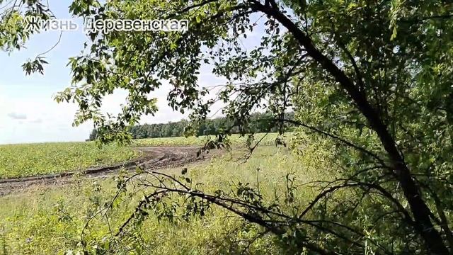 В лес по грибы 24.06.25.Грибы есть!Тихая охота.