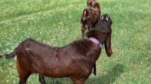 Козлы камори покрытие продажа. ЛПХ Иркутская коза.