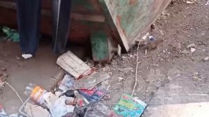 Везде крысы: жители дома 17а по улице Писарева показали стаи крыс, которые заполонили мусорку.