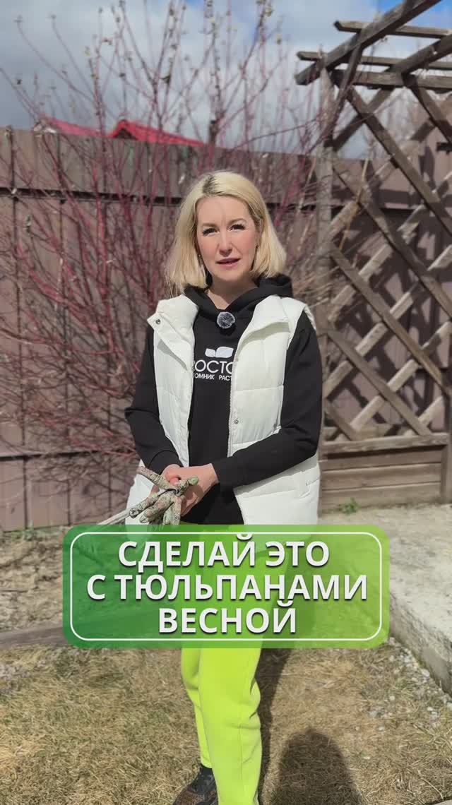 Пышное цветение тюльпанов: советы по уходу 🌷