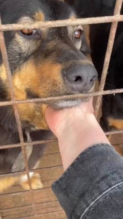 Хозяйка просто ушла...
Града в поисках дома (+7 (926) 882-18-12, Зоя, +7 (985) 525-24-98, Дарья)