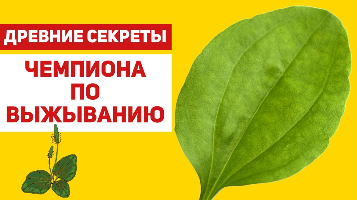 Подорожник: растение силы у тропинки и его секреты