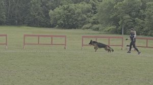 МОЛОДЫЕ КОБЕЛИ ДШ / КЧК ХАБАРОВСК 13 июня`25 В.Киселева Моно немецких овчарок