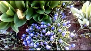 Душистые мускарики. Мышиный гиацинт.