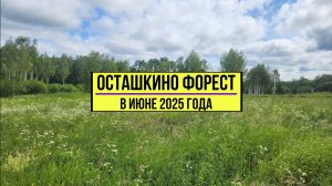 Осташкино форест, июнь 2025