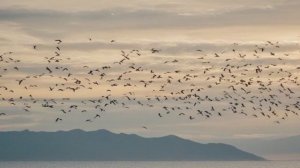 Тайны птичьих миграций Куда они летят и зачем