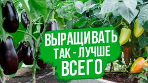 Сорта перцев и баклажанов для открытого грунта в средней полосе России.