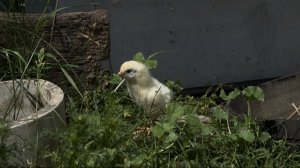 Цыплена гулена🐣😌