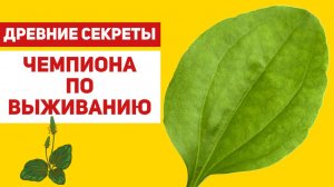 Подорожник: растение силы у тропинки и его секреты
