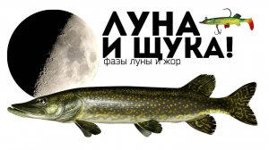 Именно при такой луне начинается настоящий щучий жор! Как луна влияет на клев щуки_