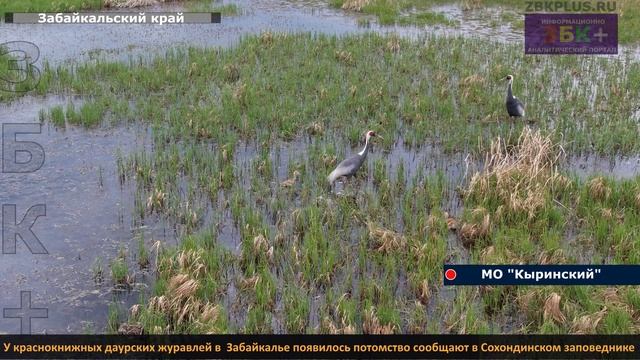 ЗБК + У краснокнижных даурских журавлей в  Забайкалье появилось потомство сообщают в Сохондинском за