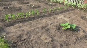 Про прополку на участке