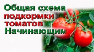 Советую. Полная схема подкормки томатов.