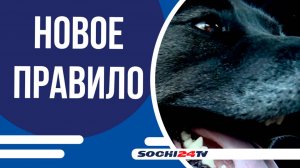 Запрет на посещение общественных мест с собаками ввели на Кубани