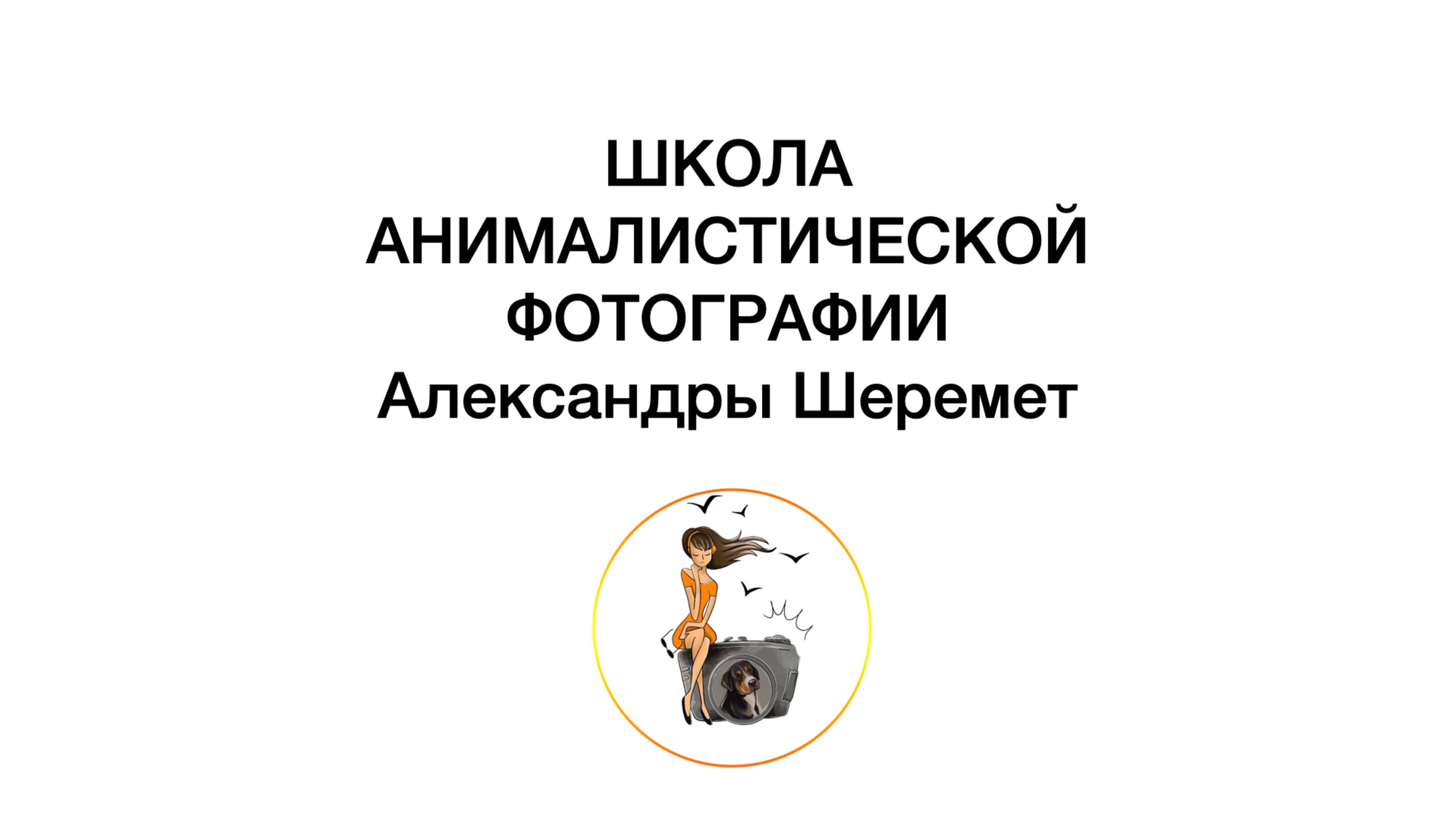 Ринговая съемка собак