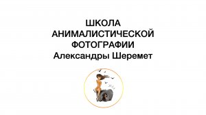 Ринговая съемка собак