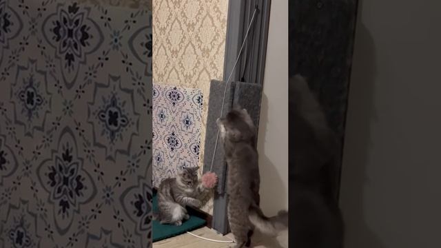 Кот и кошечка играется