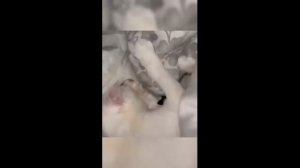 Смешные котики - часть 16
