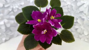 Фиалка АВ-Последняя Любовь Самурая