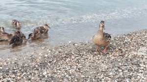 На море: сегодня кормим утят 🦆 вафлями 🥖 At sea ⛵ : today we feed the ducklings 🦆 waffles 🥖