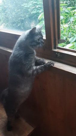 мой кот Уголёк 🐱 
Любитель наблюдать за природой с балкона😉
#котики #забавныеживотные