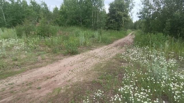 Грибы, грибалка, Тольяттинский лес, свежий воздух