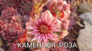 Каменная роза