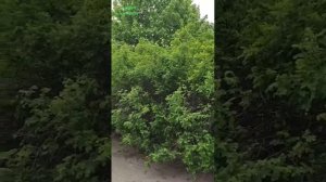 Помню как-то весною ,я с любимой встречался -Улыбалась природа! Соловьи заливались !