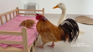 Мама-утка и петух соревнуются за право стать матерью котят - 2025 год (uu)