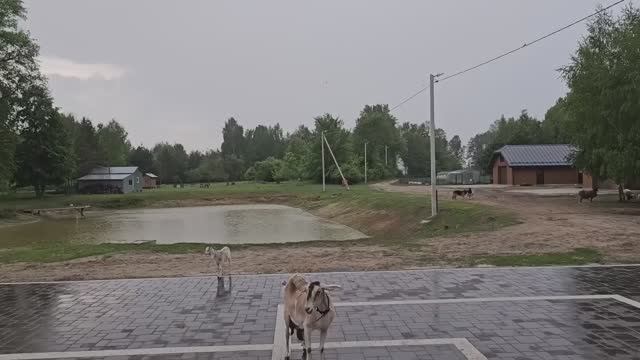 Черничный Хутор. Купили хутор в глухом лесу и восстанавливаем его.