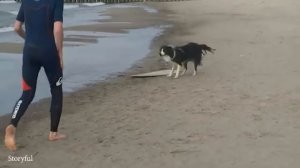 Бордер-Колли - Не Только САМАЯ УМНАЯ Собака, Но И Самая ЗАБАВНАЯ