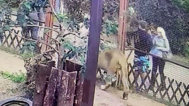 Я буду солнечным днём, летним дождём лишь бы ты была СЧАСТЛИВА РЯДОМ СО МНОЙ (Шерхан ждёт львицу)