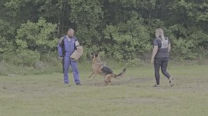 1 Отл. КЧК OPRA Di Fiamma Vivo +++ №51. КЧК ХАБАРОВСК 13 июня`25 В.Киселева Моно н/о