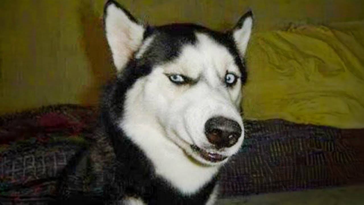 Лучшие видео с ГЛУПЫМИ СОБАКАМИ 2025 года! 🤣 🐶 СУПЕР СМЕШНЫЕ ВИДЕО С СОБАКАМИ!