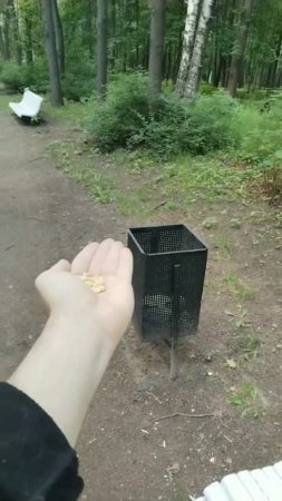 ладони  Синица кормлю