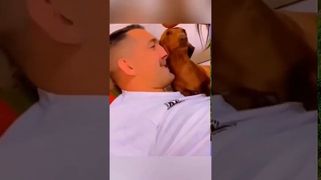 Про пёсиков