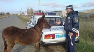 ЧТО У НИХ В ГОЛОВЕ? ПОДБОРКА ПРИКОЛОВ 😂😂😂