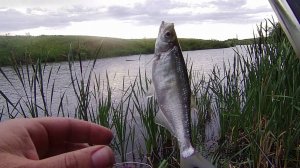 РЫБАЛКА НА ОЧЕНЬ ВКУСНУЮ РЫБУ.