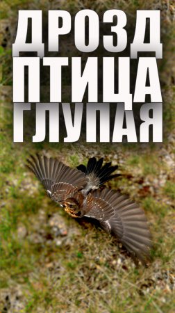 Дрозд - Птица Глупая #надаче