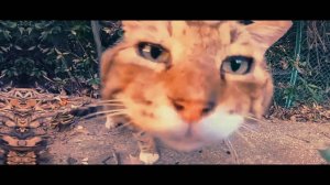 Носочек X Эдит