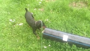 Труба это же почти нора !