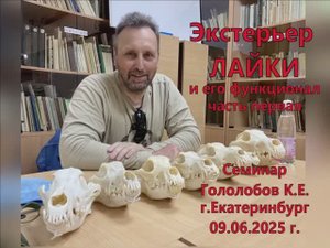 Экстерьер лайки и его функционал. Семинар. Часть 1. Гололобов К.Е. Екатеринбург. 09.06.2025 г.