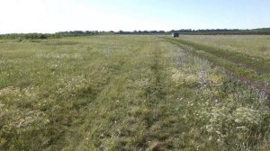 Поиск с ИНТРОНИКОМ . Встретил лося. Первое серебро