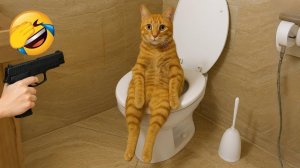 Смешные собаки и кошки 😸 Забавные животные Любимая кошка 😻Приколы с котами