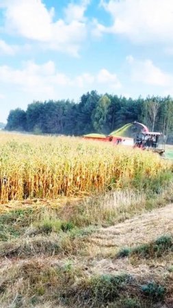 Заготовка кормов 🌱 2025год #силос #ферма #колхоз #заготовка