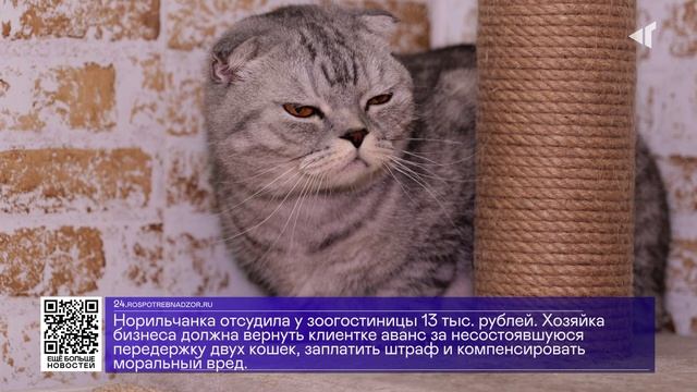 ДАЙДЖЕСТ «СЕВЕРНОГО ГОРОДА»,26.06.2025