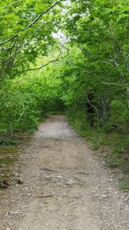 пижма в горах Краснодарского края #природа #цветы #травы #лечебныетравы
